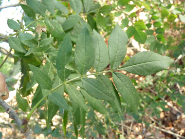 Feuilles opposées et composées comprenant entre 3 et 11 folioles d'environ 2 cm de large. Agrandir dans une nouvelle fenêtre (ou onglet)